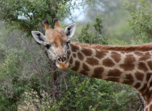 Giraffen haben einen laaaangen Hals