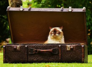 Koffer mit Katze